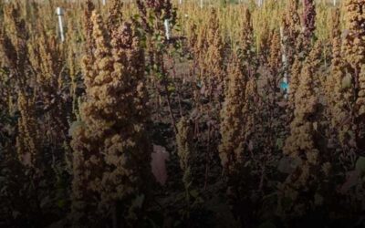 La UMSS desarrolla investigación sobre cultivo alternativo de quinua tropical en el Chaco